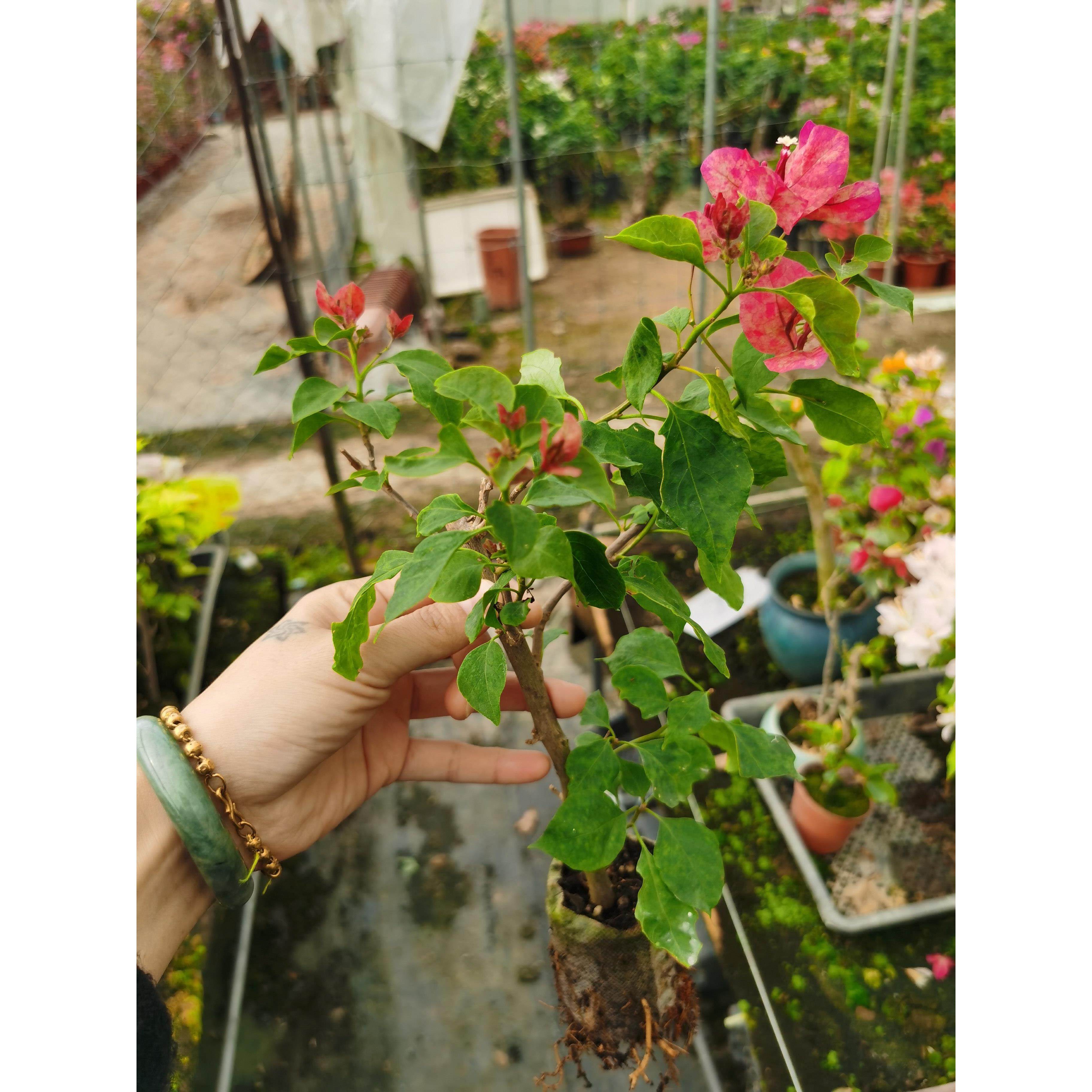 索菲亚三角梅本店满48元自动包邮,鲜花速递/花卉仿真/绿植园艺,造型盆景,淘宝优惠券,粉丝福利购,淘宝优惠卷