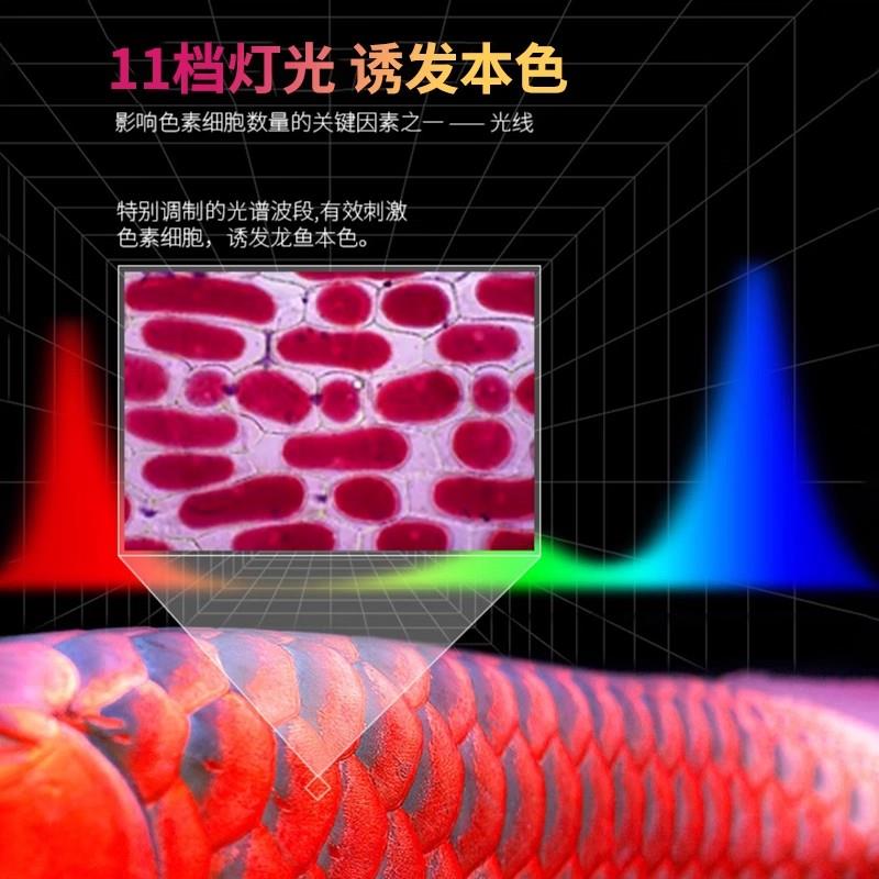 龙鱼发色专用灯三基色鱼红水不红神灯LED防水专业诱色增艳鱼缸灯