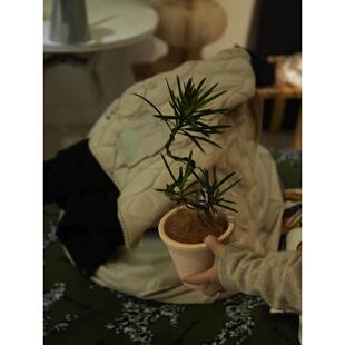 常绿 诗与自然造型罗汉松盆景精致盆栽小众植物ins简约风绿植四季