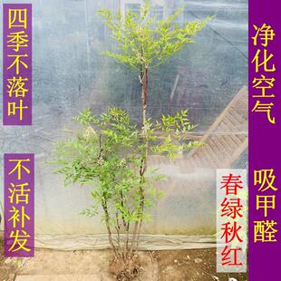 丛生南天竹老桩盆栽盆景客厅室内网红大绿植花卉庭院观叶造景植物