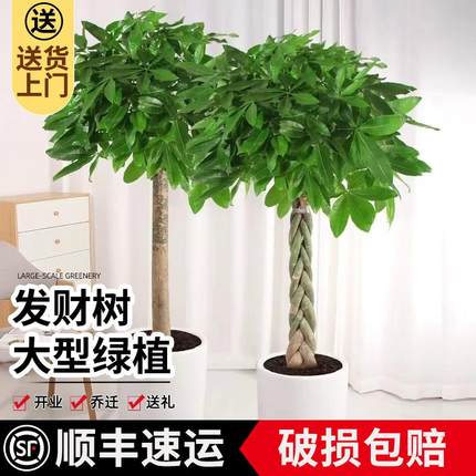发财树客厅大盆栽室内摆件大棵办公室绿植物乔迁新居开业步步高
