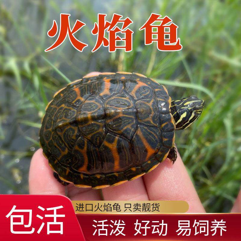 乌龟火焰龟活物宽纹红腹深水宠物龟适合家养的小乌龟观赏招财认主