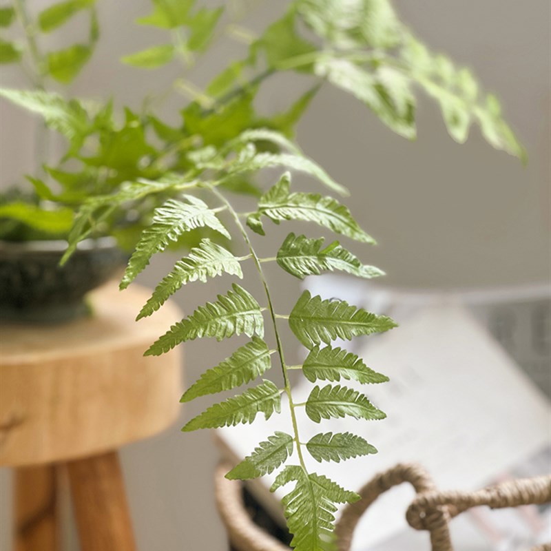 彷真绿植波斯叶客厅装饰假叶蕨类植物盆栽造景摆件高X彷真度高品