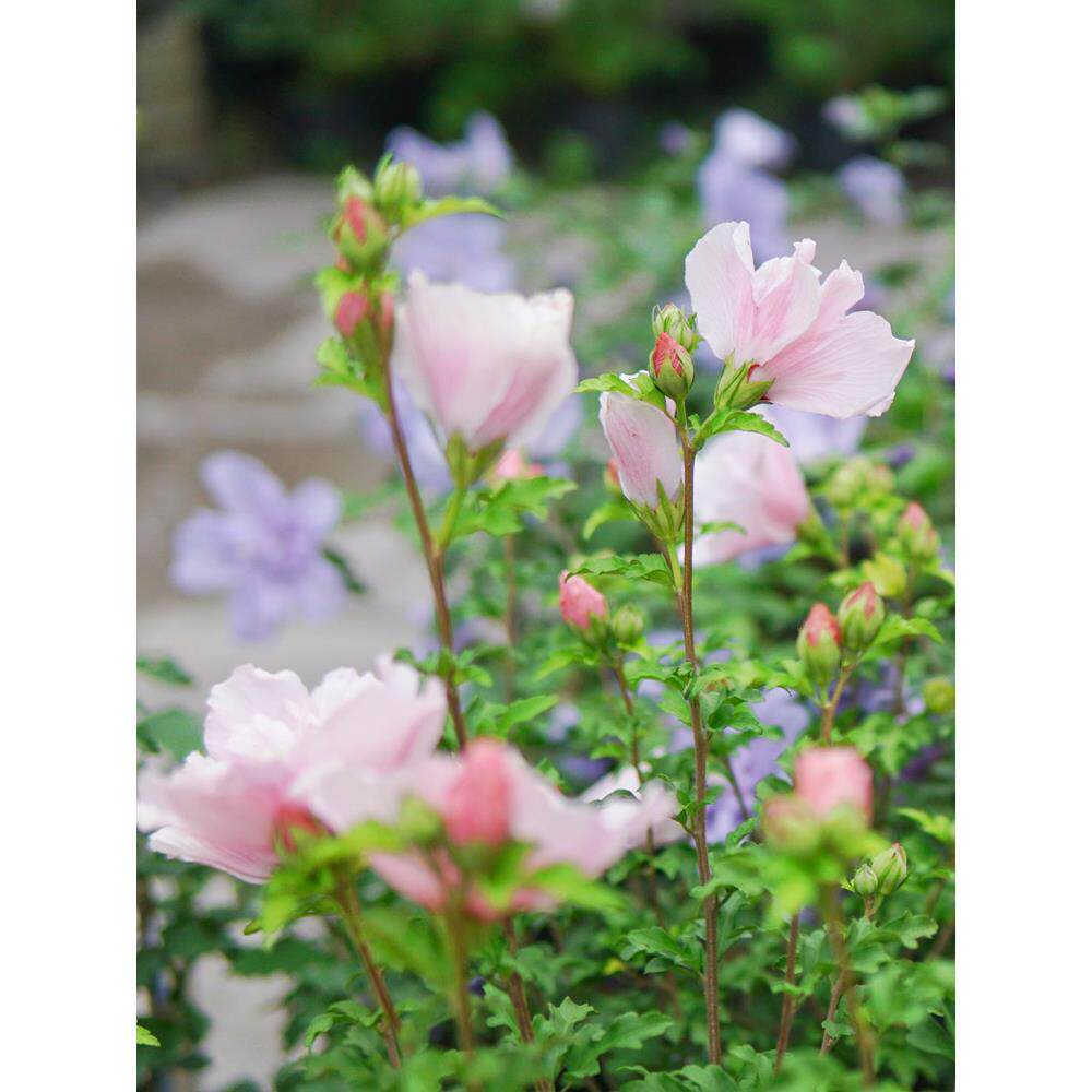 木槿盆栽庭院花园篱笆花灌木沙漠玫瑰夏季开花粉雪纺紫裙耐热花卉