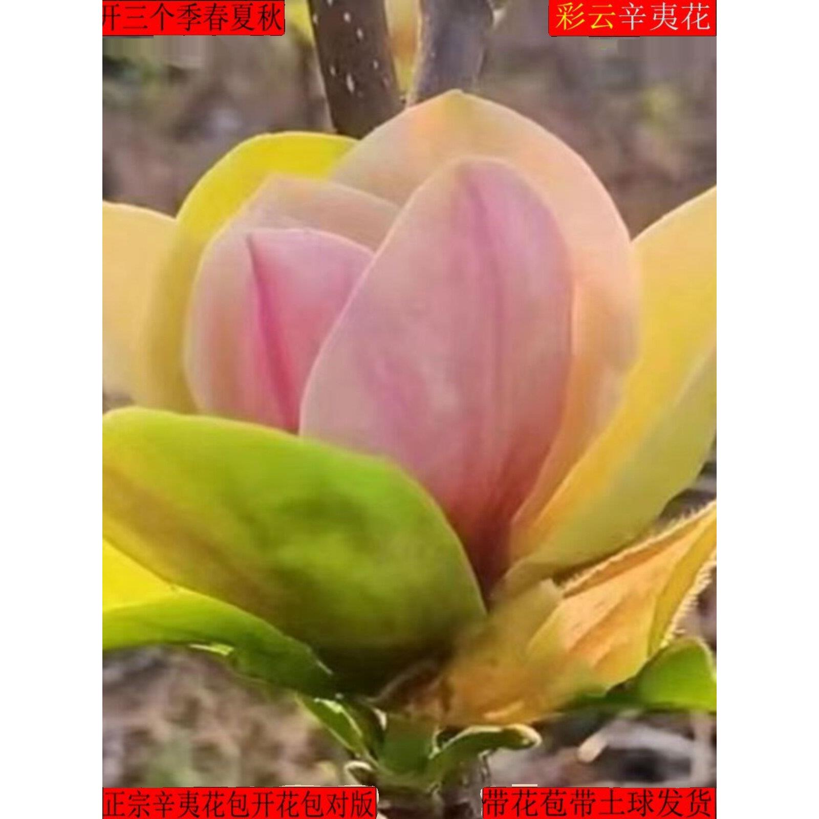 【带花苞浓香型】四季矮化红玉兰花盆栽紫玉兰花树矮种超级耐寒