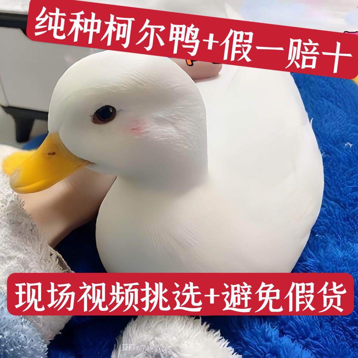 纯种柯尔鸭活苗宠物进口柯尔鸭幼仔崽鸭柯尔鸭成年宠物鸭子科尔鸭