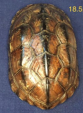 龟趣手然完整干净真乌龟壳厅玩G天把件家居客文摆件送礼桌