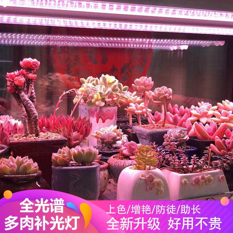 多肉补光灯上色全光谱LED植物生长灯家用彷太阳光兰花卉水草叶菜图片