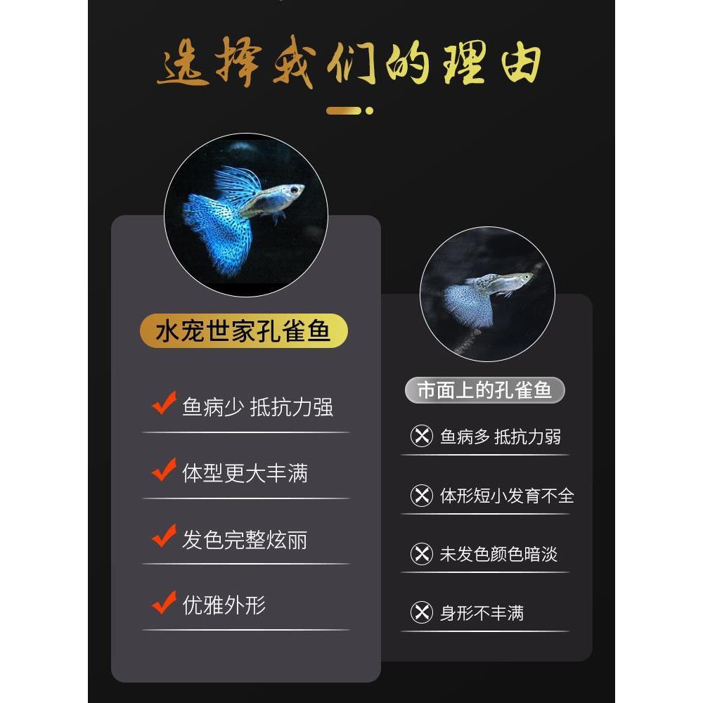 .孔雀鱼精品纯种凤尾鱼红草尾蓝草尾缎带可繁殖热带淡水鱼孕母临