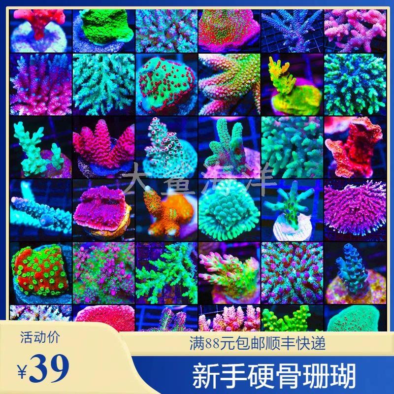 .硬骨珊瑚新手入门SPS海缸珊瑚好养断枝红病毒叠牙叠瓦图钉猫骨