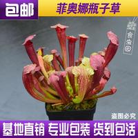 食蟲植物-菲奧娜瓶子草/食蟲草/食人花/趣味綠植盆栽/造景綠植