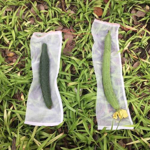 防虫袋防果蝇金蝇针蜂网袋黄瓜苦瓜丝瓜防鸟瓜果蔬菜套袋尼龙网袋