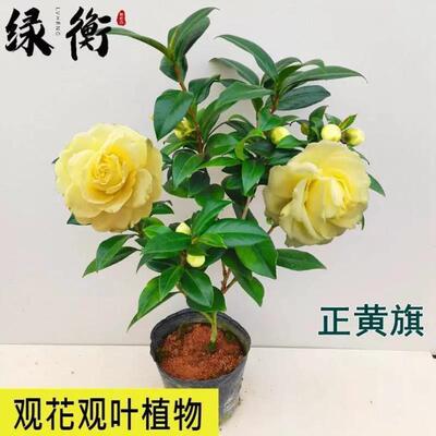 正黄旗名贵品种黄色山大花型福建龙岩室内外阳台四季绿植花卉