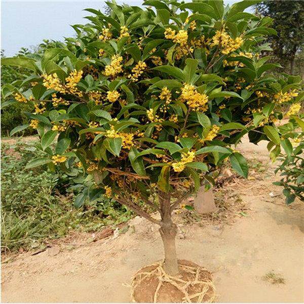 桂花树苗桂花盆栽室内流苏嫁接桂花金桂丹桂沉香桂地栽桂花苗