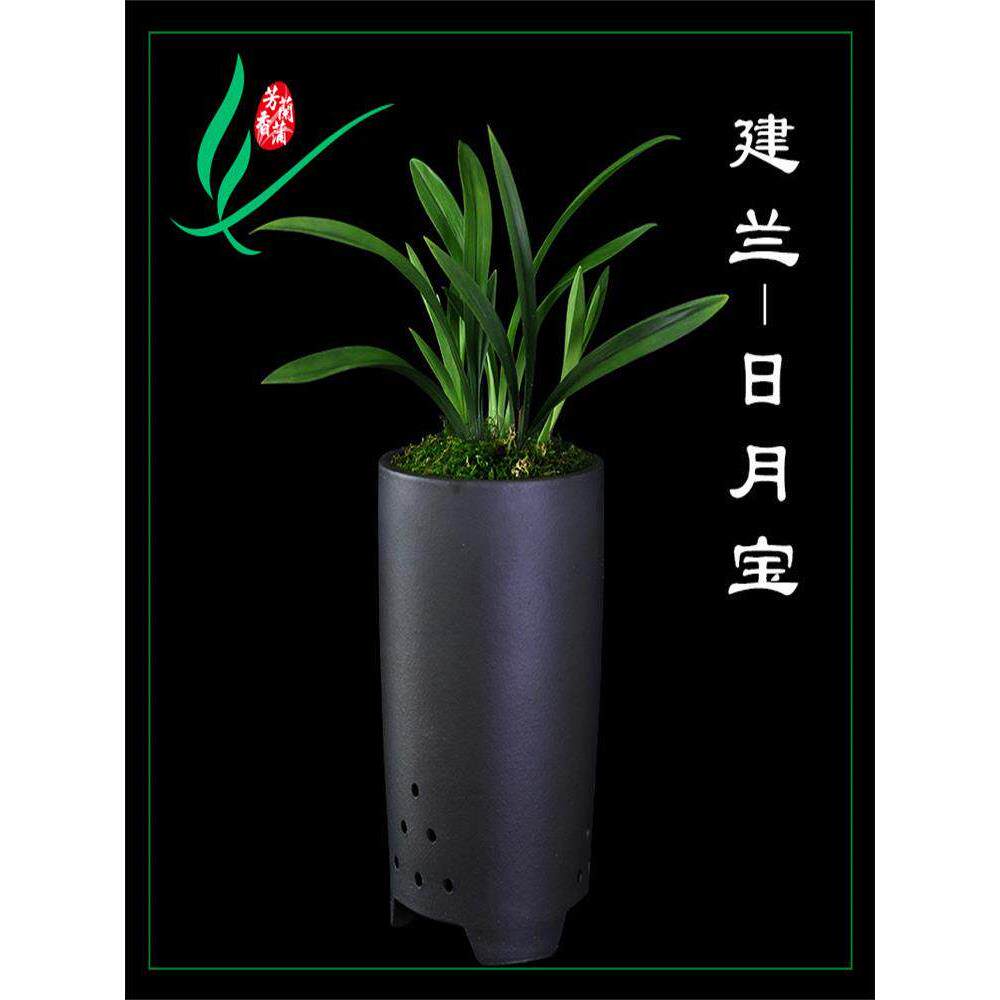 建兰兰花苗矮种四季日月宝浓香卉盆景栽土绿带草植物花苞名贵春墨