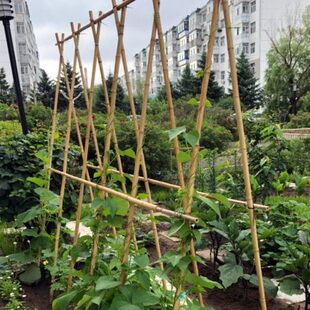 菜园搭架竹竿豆角黄瓜爬藤架支撑竹杆定制围栏跳舞彩旗杆粗细竹子