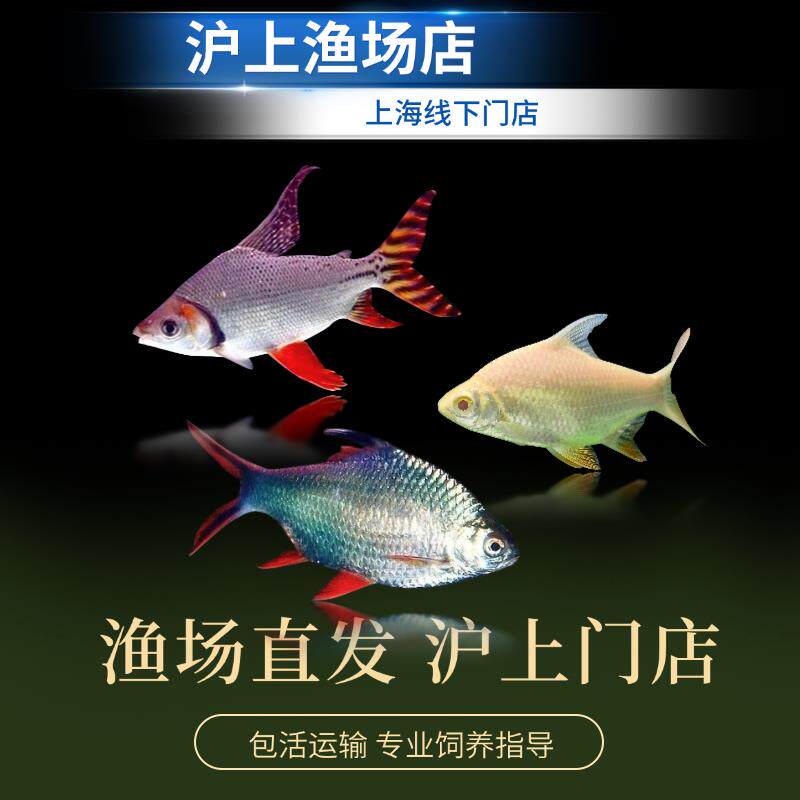 热带鱼观赏鱼淡水泰国鲫双线侧飞凤鱼龙凤呈祥龙鱼配鱼元宝鲫