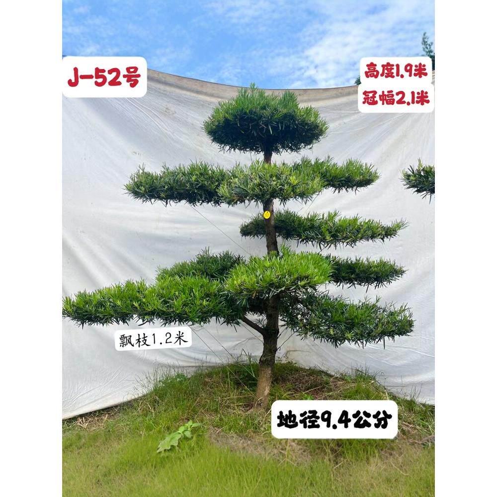 2025精品造型迎客罗汉松大树 别墅庭院常绿名贵 树苗J区高2-2.6米