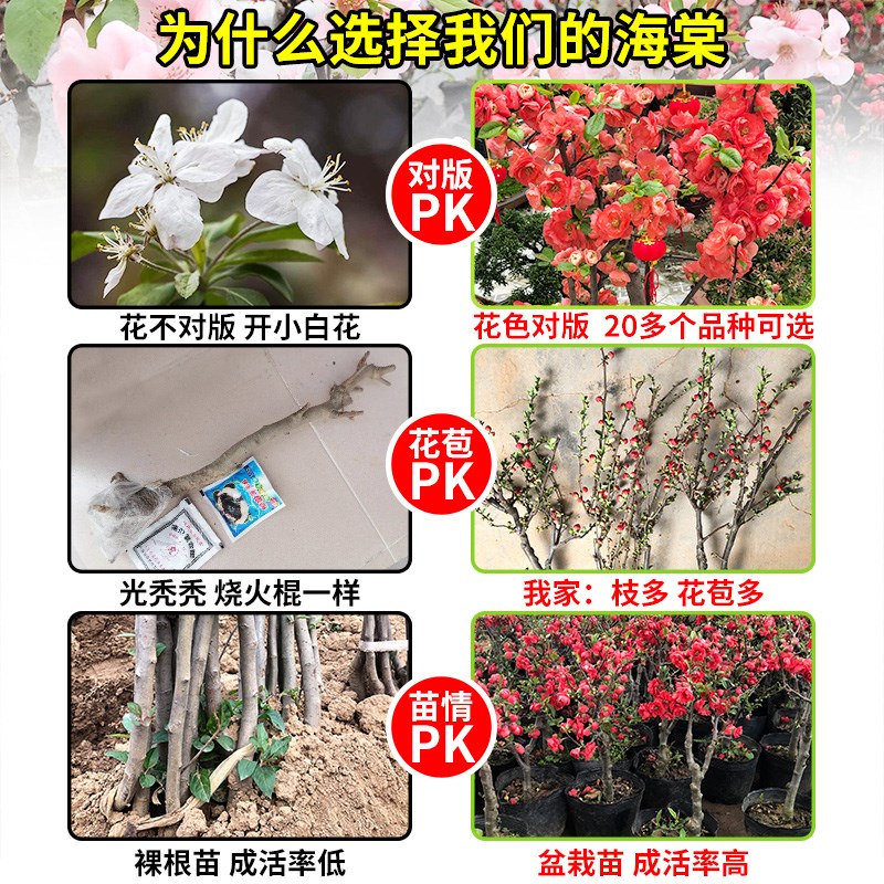 海棠花盆栽树苗盆景重瓣老桩庭院绿植物室内四季花卉开Z花好养易
