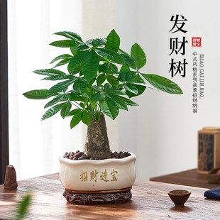 大颗发财树e盆栽室内植物粗杆老桩绿植办公室招财盆景乔迁开业送