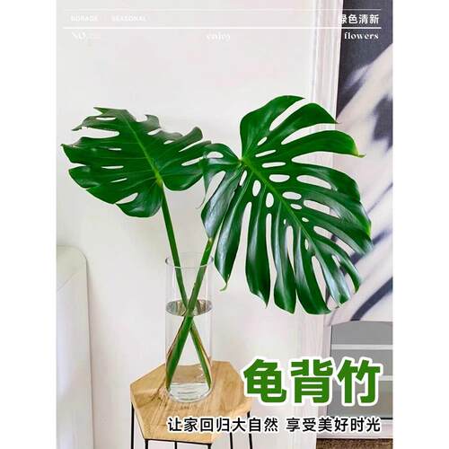 龟背竹水培盆栽室内好养绿植物客厅办公室大型网红热带北欧风老桩