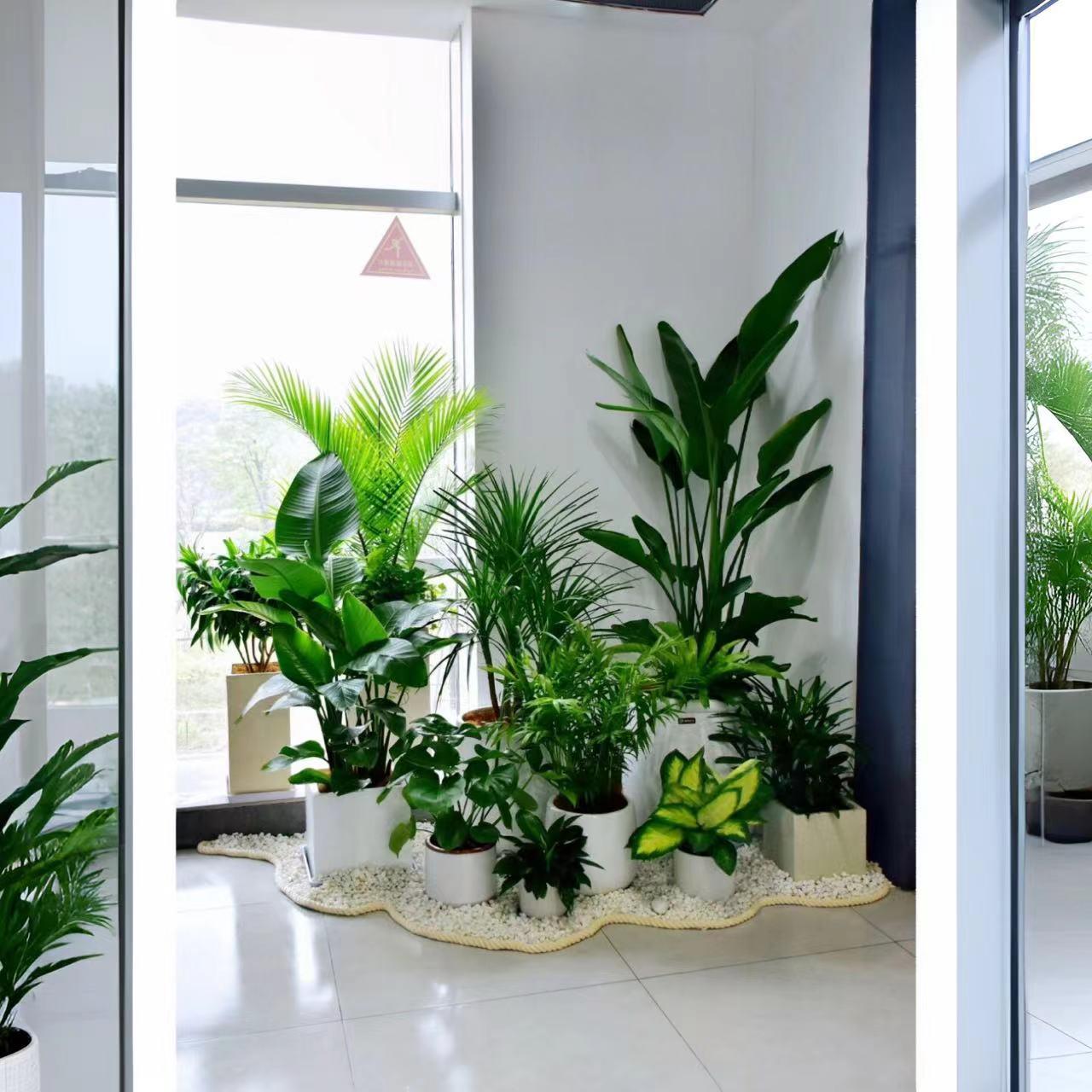 绿植组合大型盆栽大小盆栽办公室客厅阳台植物摆件公司好养盆景