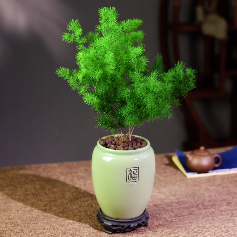 蓬莱松室内盆栽植物老桩招财绿植办公室客桌面客厅迎客松盆景礼品