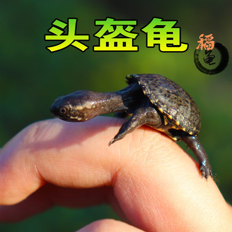 头盔蛋龟苗活体迷你宠物龟泥龟剃刀果核红面蛋小型观赏巨头深水龟