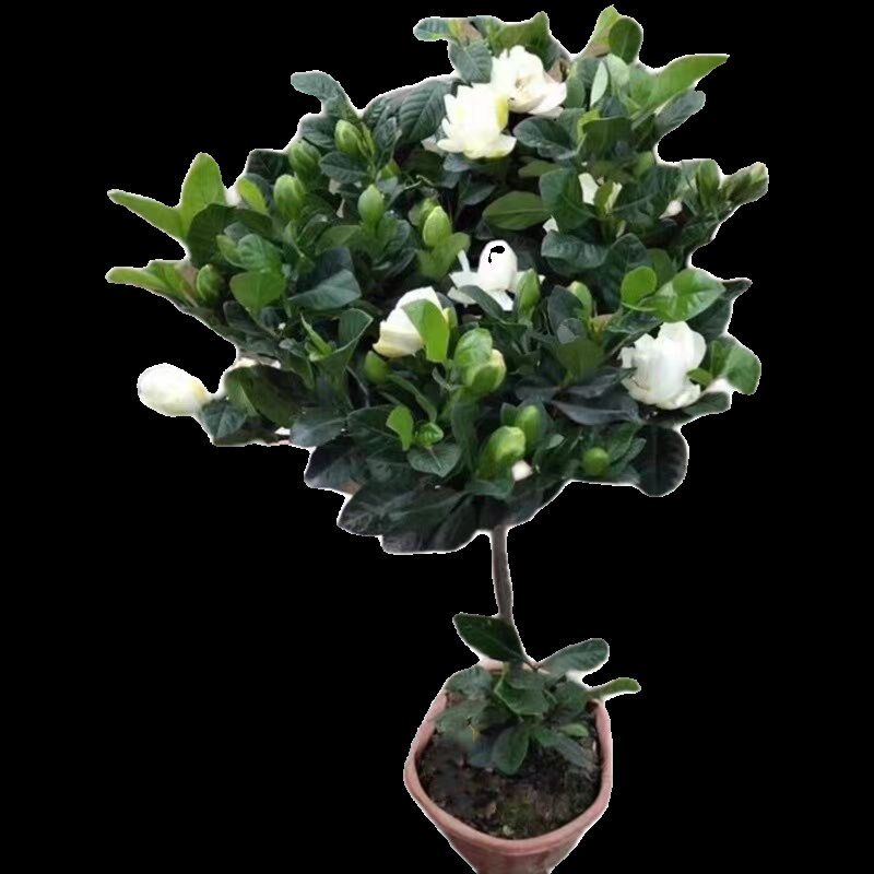 栀子花盆栽花卉植物室内带花苞阳台水培绿植浓香型大树苗四季好养