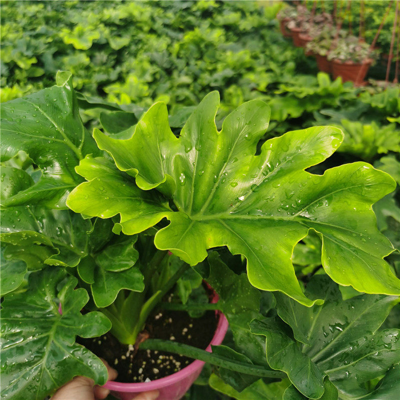 包邮春羽室内盆栽绿植北欧风麒麟桌面绿植