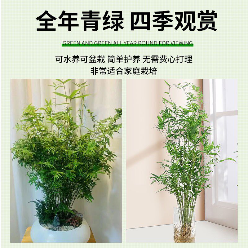 水培米竹室内水培植物水养观音竹富贵竹南天竹客厅懒人高档绿植