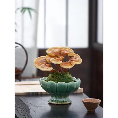 灵芝盆栽苔藓球水培植物室内桌面茶室办公室小盆景创意摆件好养花