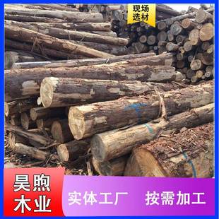 木板实木柳杉原木现货供应柳杉古建木材料大口径杉木原木木材