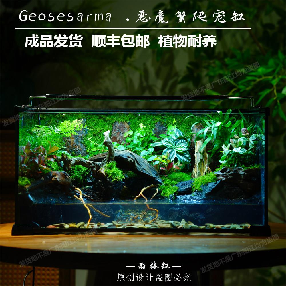 苔藓微景观造景植物热带雨林缸生态缸大型客厅全套两栖爬宠缸养鱼