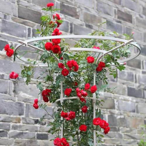 伞形花架园艺植物爬藤架阳台庭院月季金银花玫瑰花架子攀爬架支撑