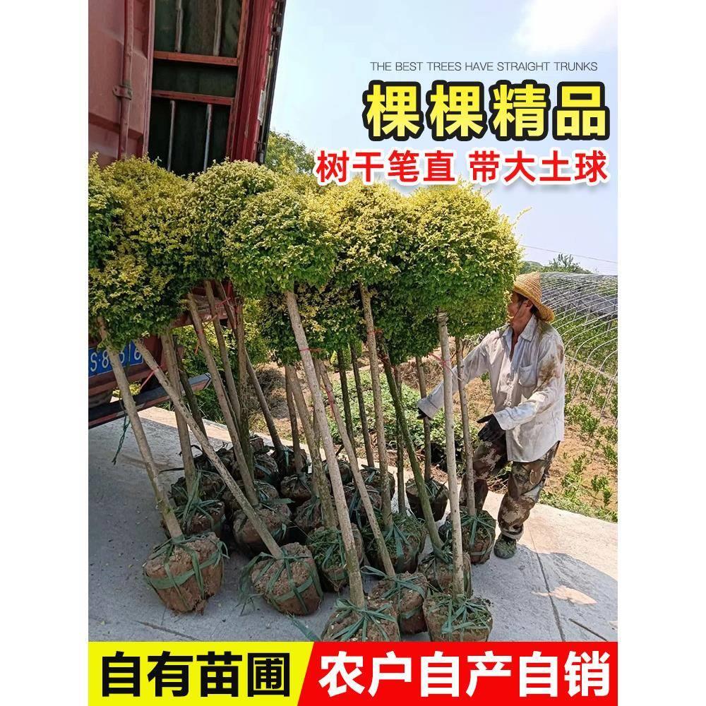 亮晶女贞棒树糖柏花境植物川棒滇蜡蓝冰柠檬之光亮金女贞CZG四季