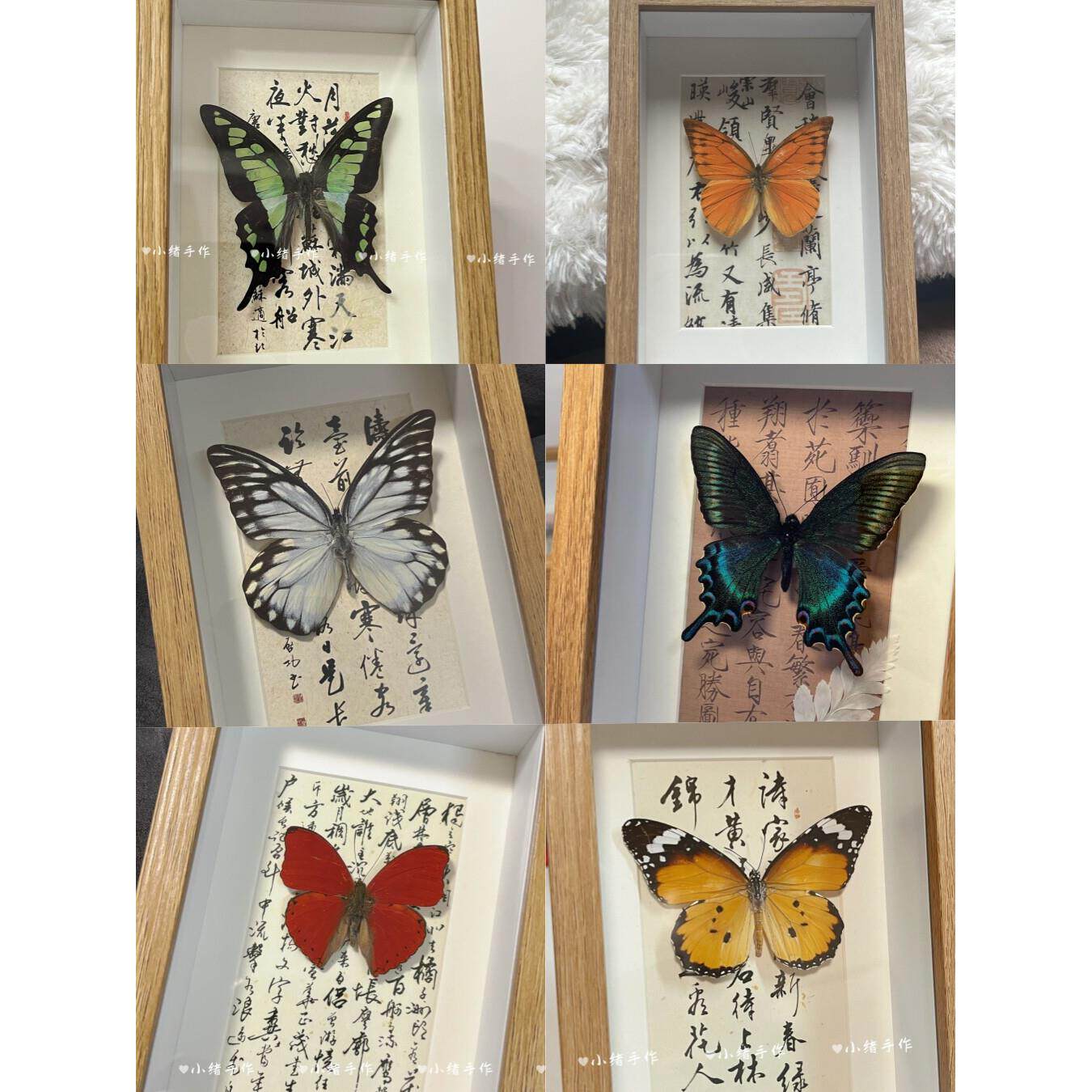 采购产品真蝴蝶标本,新中国风彷古装饰入口装饰品,家庭挂画,的