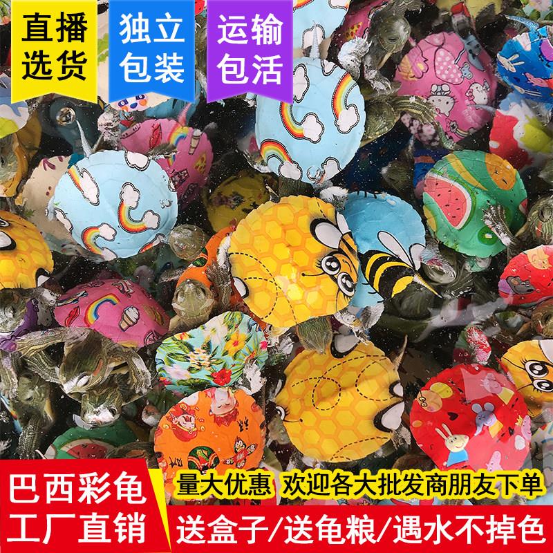 乌龟七彩小乌龟活体网红同款炫彩巴西彩龟龟观赏龟宠物龟彩色