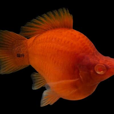 红剑球鱼红箭球体高鳍菊花帆红剑鱼胎生鱼大肚孕母热带鱼观赏鱼
