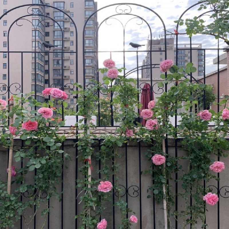 花架爬藤架月季铁艺支架蔷薇支撑CA杆庭院花园艺藤本种植箱户外栅