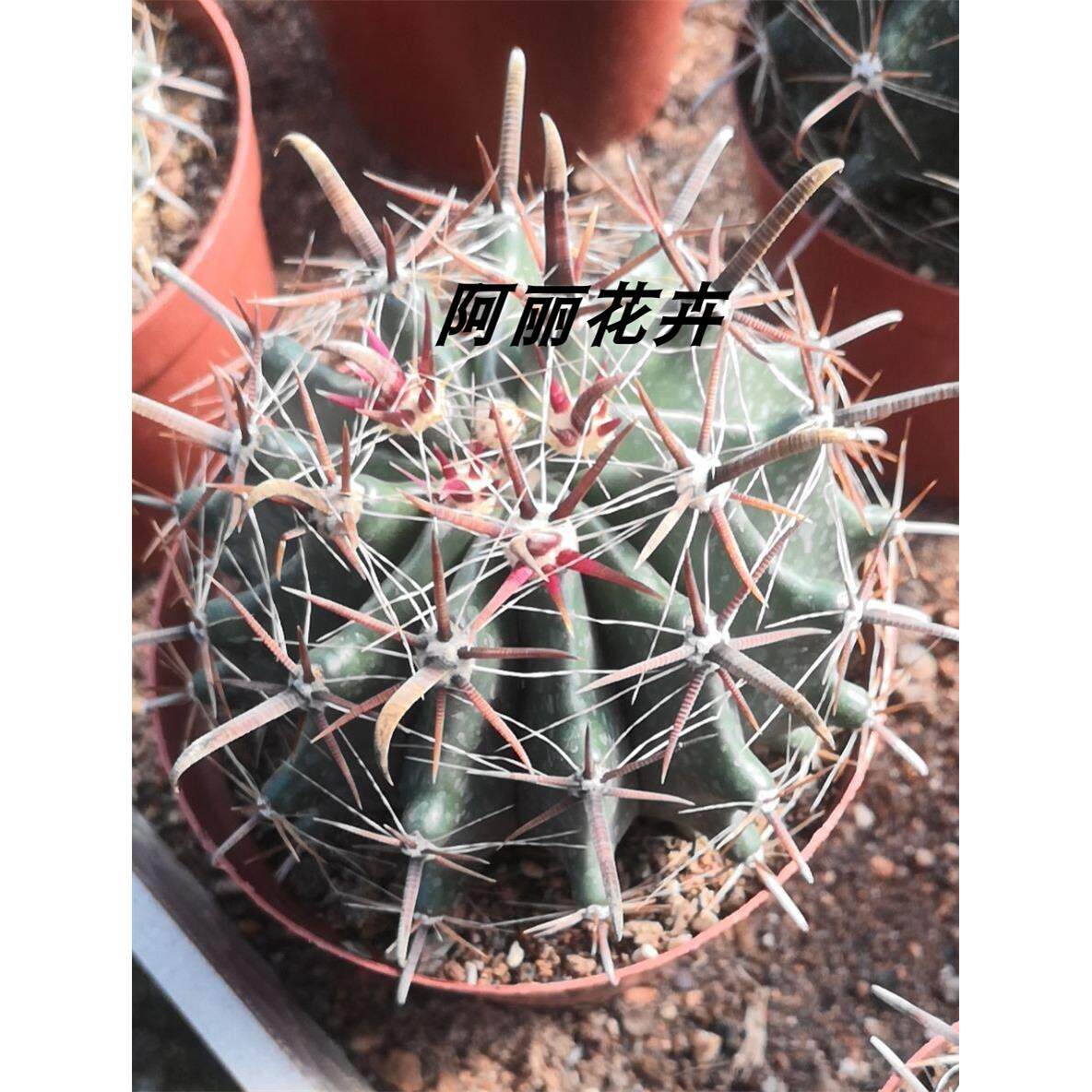 巨鹫玉实生 强刺球属狂刺开花仙人球多肉植物组合盆栽