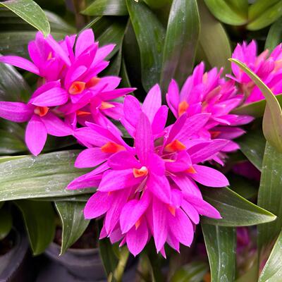 姬美石斛水莲石斛盆栽兰花 开 花漂亮 一年多次开 花 客厅阳台好