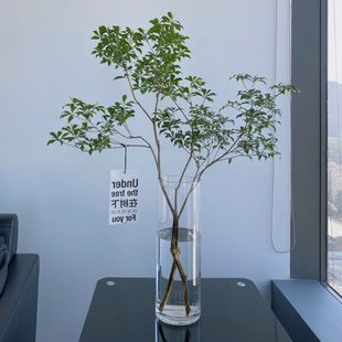 玻璃花瓶30插富贵南天竹马醉木吊钟植物专用50鲜切枝条干支雪柳40