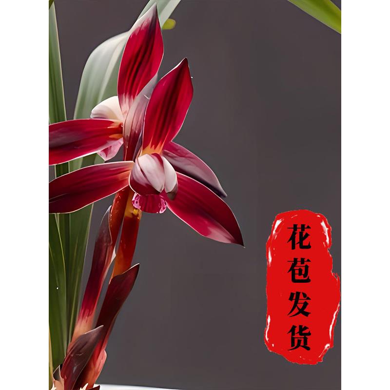 春兰大中华无花苞发货兰花盆栽花卉透气植物名贵裸根兰花苗