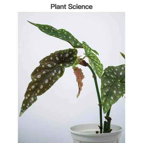 鳟鱼Begonia竹节类秋海棠水培室内绿植网红盆栽观叶植物热带雨林