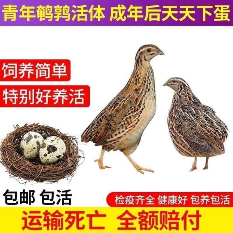 鹌鹑活苗下蛋青年种鸟繁t殖宠物鸟青年鹌鹑苗养殖鸡包活好养下蛋