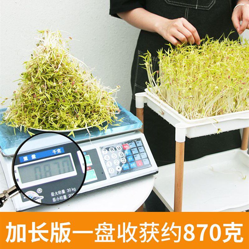 芽菜种植b盘有机蔬菜种植盆豆苗种菜盆育苗盆室内家用阳台无土栽