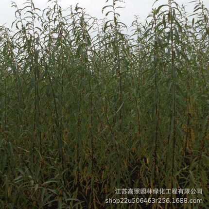 白色系落叶性彩叶杞柳 护坡绿化地被迷人杞柳 丛生形花叶杞柳树苗