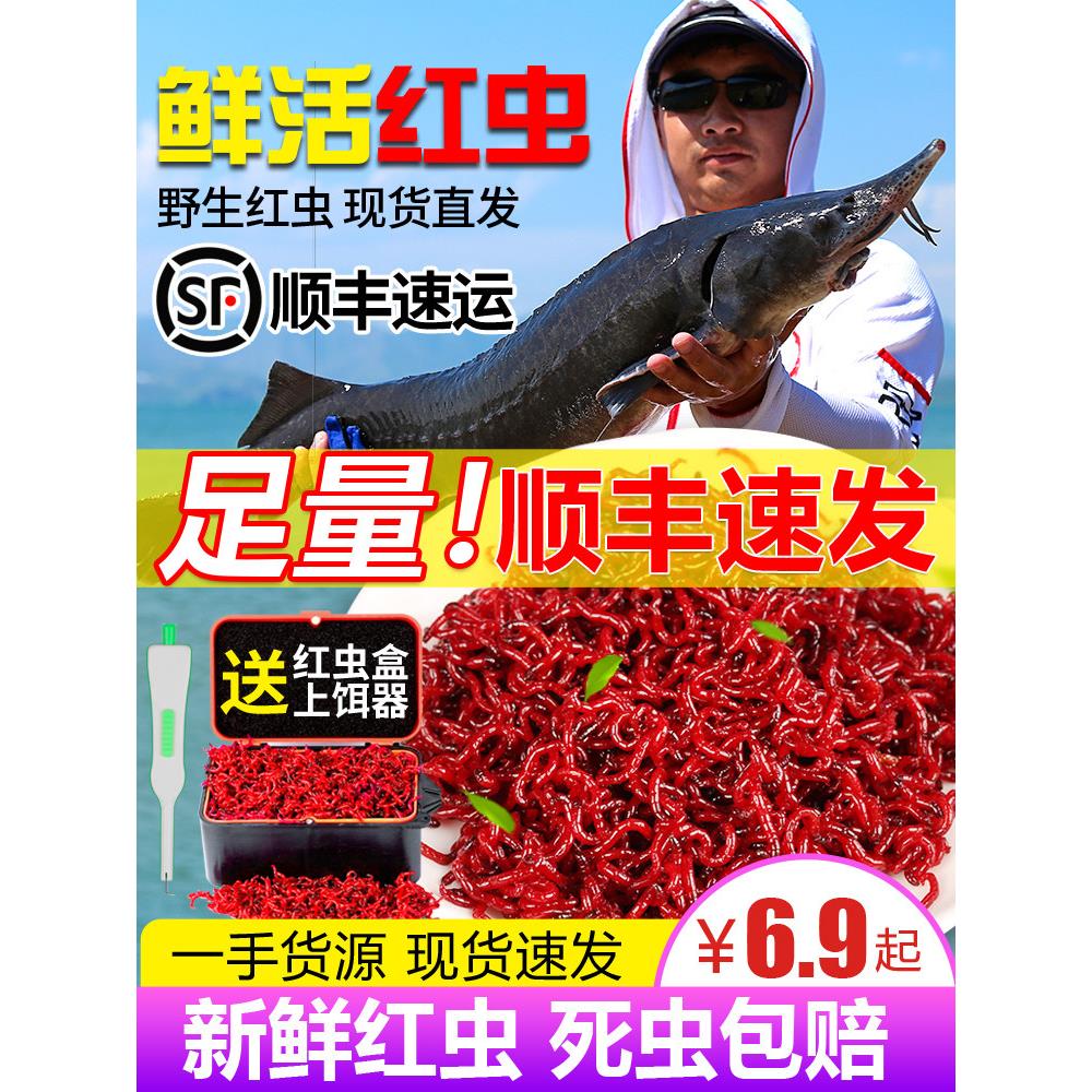 鲜活红虫特大号公虫活体活饵喂鱼饵拉饵鲫鱼野钓饵料钓鱼蚯蚓鱼饵