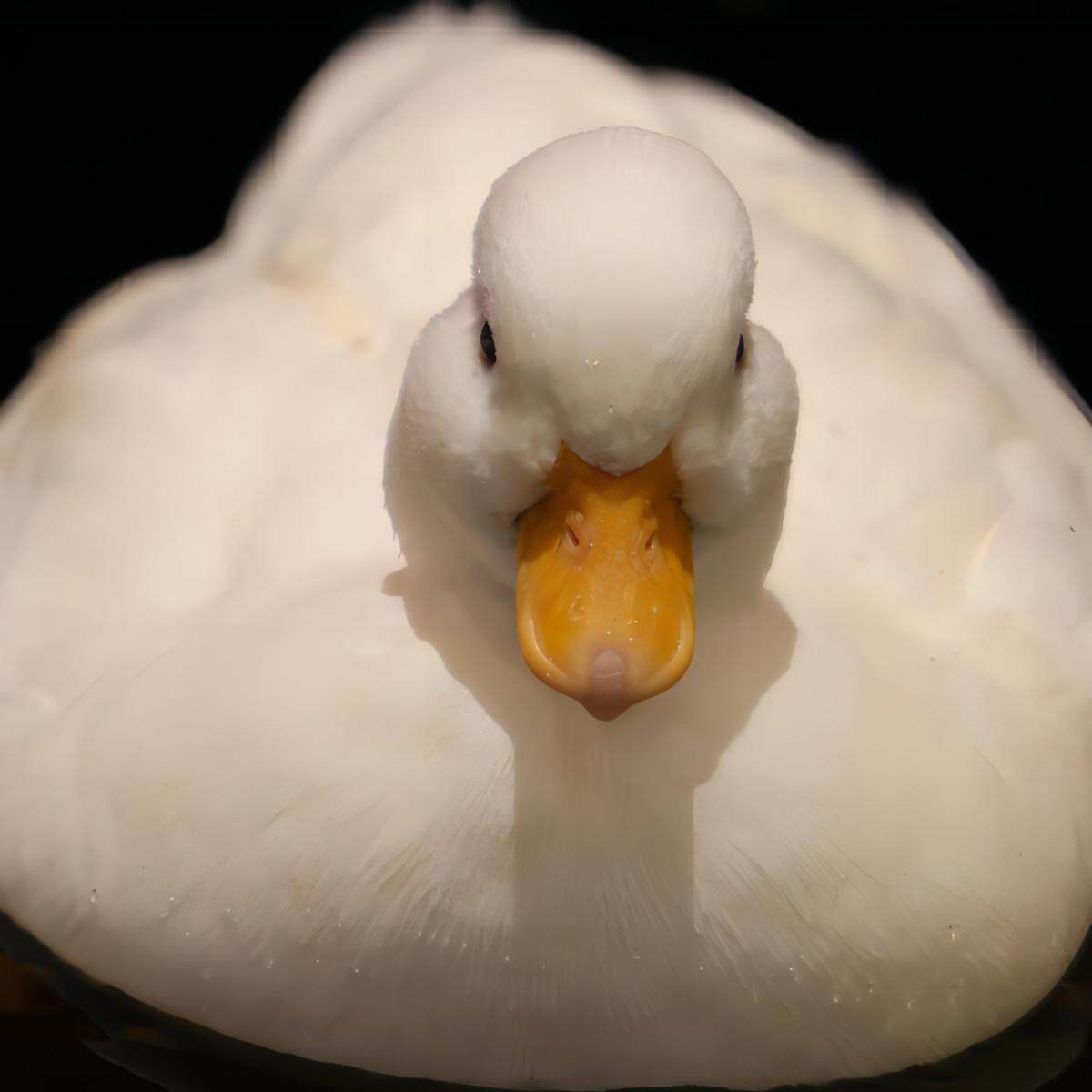 柯尔鸭宠物鸭网红鸭鸭蛋鸭苗青年鸭成年鸭S级种蛋受精蛋,宠物/宠物食品及用品,宠物鸭,淘宝优惠券,粉丝福利购,淘宝优惠卷